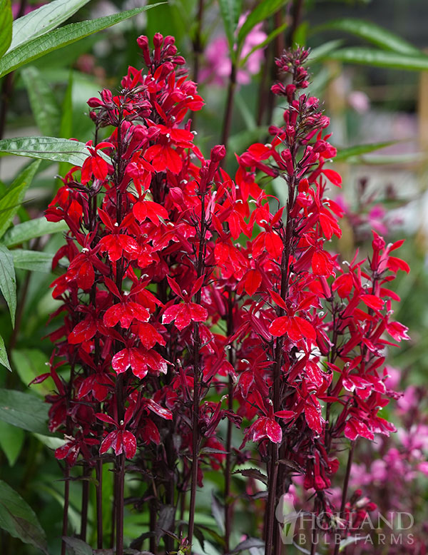 Cardinal Flower Pre-Potted Duo
