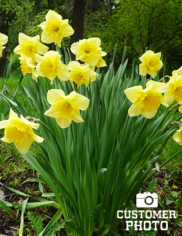 Carlton Daffodil - 82114