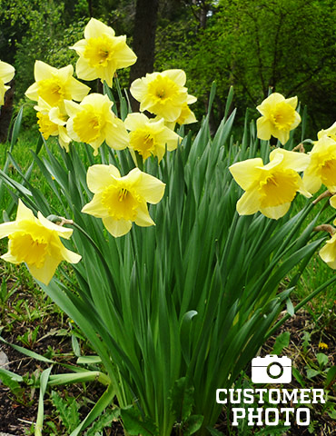 Carlton Daffodil Bulbs, Always Wholesale Pricing