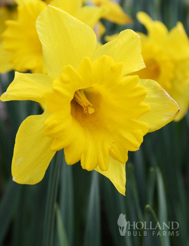 Carlton Daffodil 