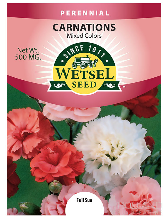 Carnation Mixed Flower