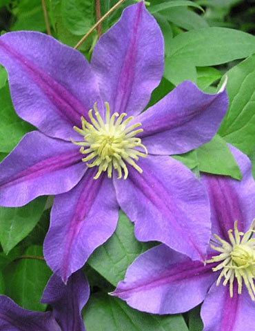 Carnival Clematis 