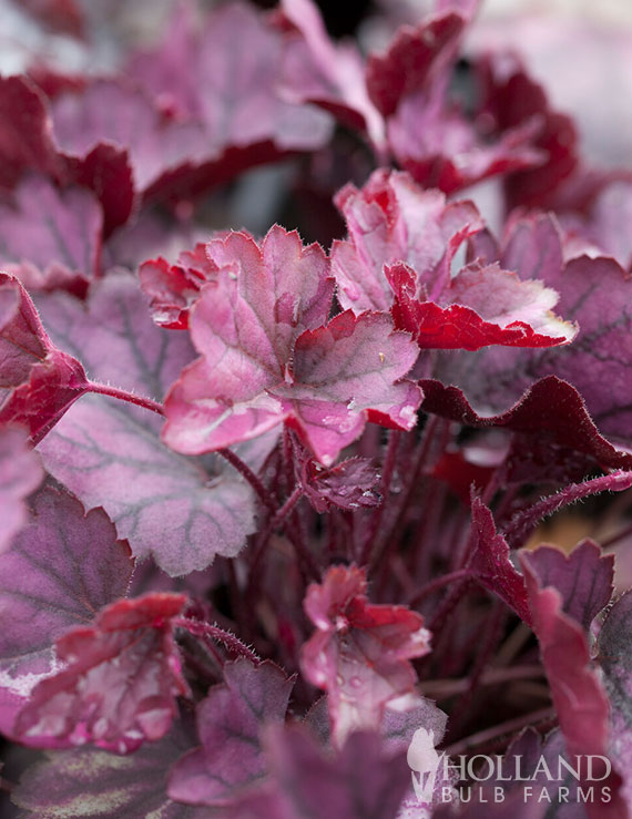 Carnival Heuchera Pre-Potted Duo