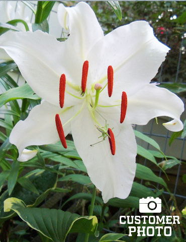 Casa Blanca Oriental Lily Jumbo Pack - 77214