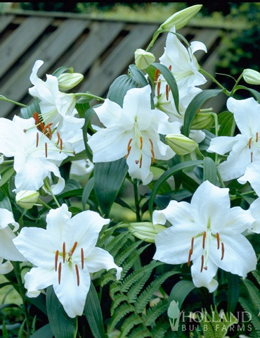 Casa Blanca Oriental Lily - 77162