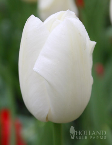 Catherina Single Late Tulip 