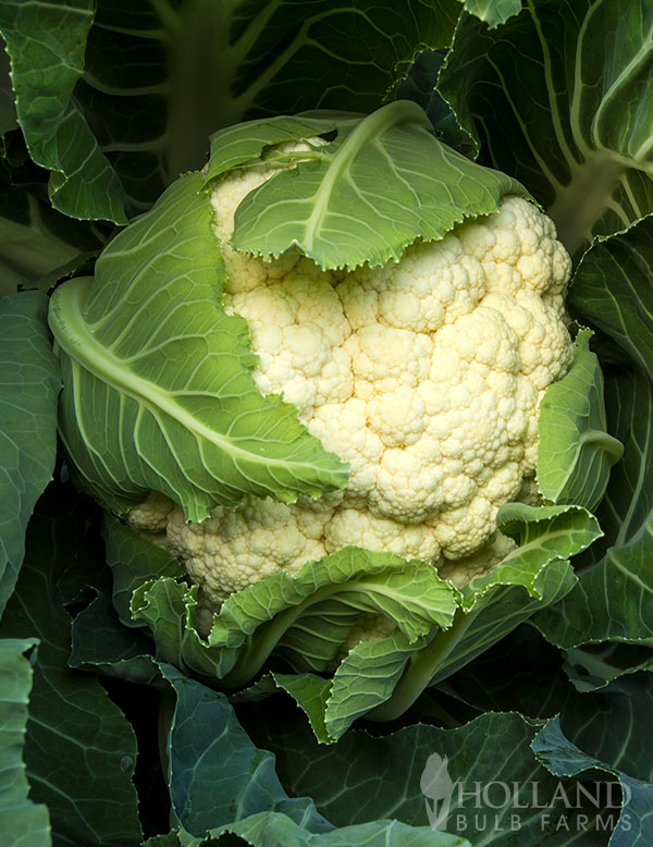 Cauliflower Snow Crown Plant Start Trio