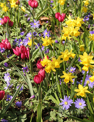 Celebrate Spring Blend - 89182