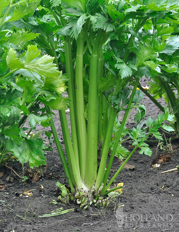 Celery Tango Plant Start Trio