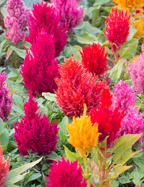 Celosia Fresh Look Mix Plant Start Trio