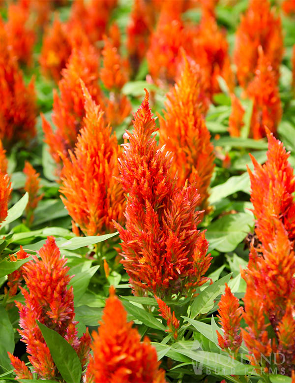 Celosia Kelos Fire Orange Pre-Potted