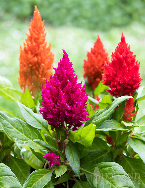 Celosia Kelos Fire Pre-Potted Trio