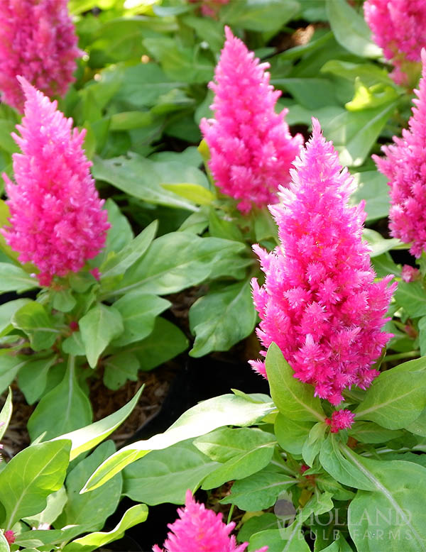 Celosia Kelos Fire Purple Pre-Potted