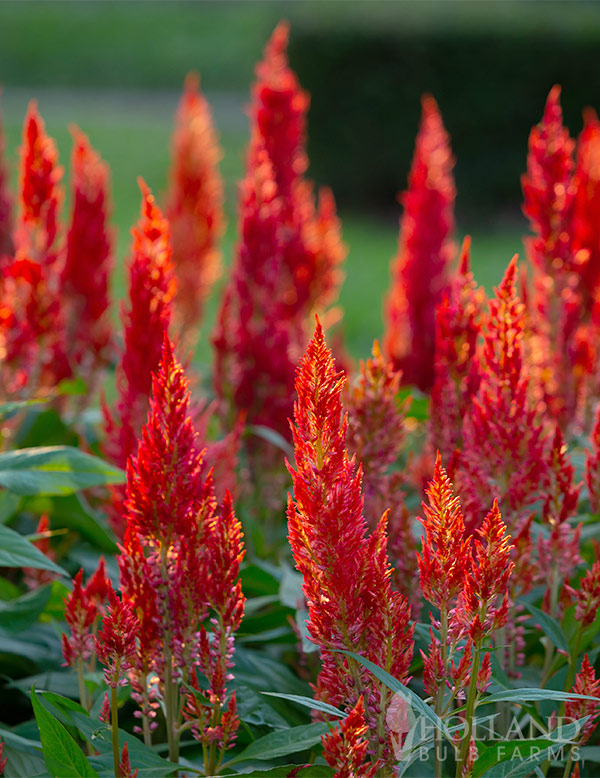 Celosia Kelos Fire Red Pre-Potted