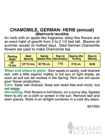 Chamomile German - 75504