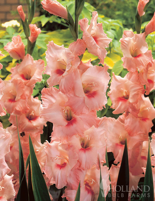 Chanson Gladiolus