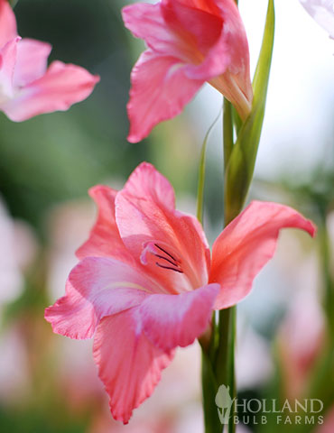 Charming Beauty Hardy Mini Gladiolus - 76142