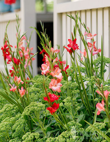 Charming Beauty Hardy Mini Gladiolus - 76142