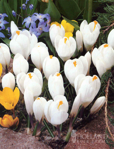 Charming Crocus Collection - 83137