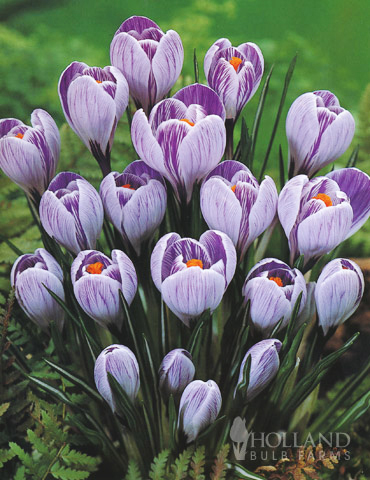 Charming Crocus Collection - 83137