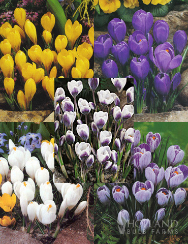 Charming Crocus Collection 