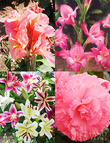 Charming Pink Summer Flowers Collection  pink summer flowers, pink summer blooms, pink canna lilies, pink begonias, pink lilies, pink flowers that bloom in summer, fragrant pink blooms 