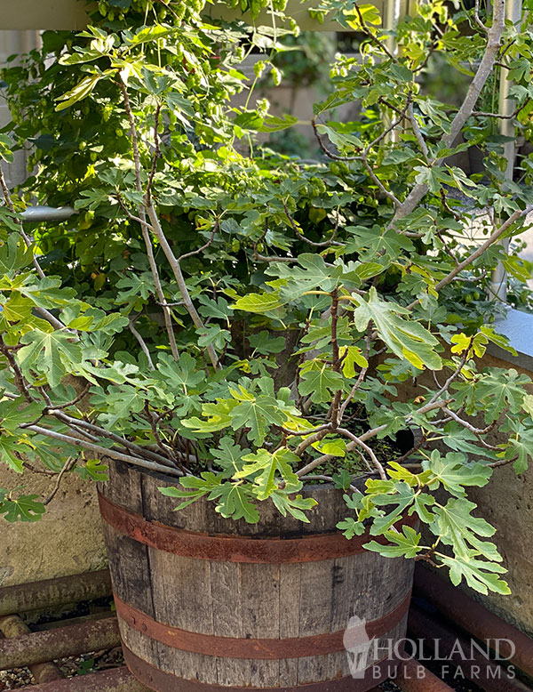 Chicago Hardy Fig Tree Pre-Potted