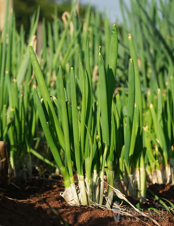 Chives Garlic Plant Start Trio