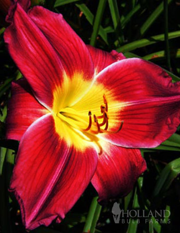 Christmas Is Daylily - 77103