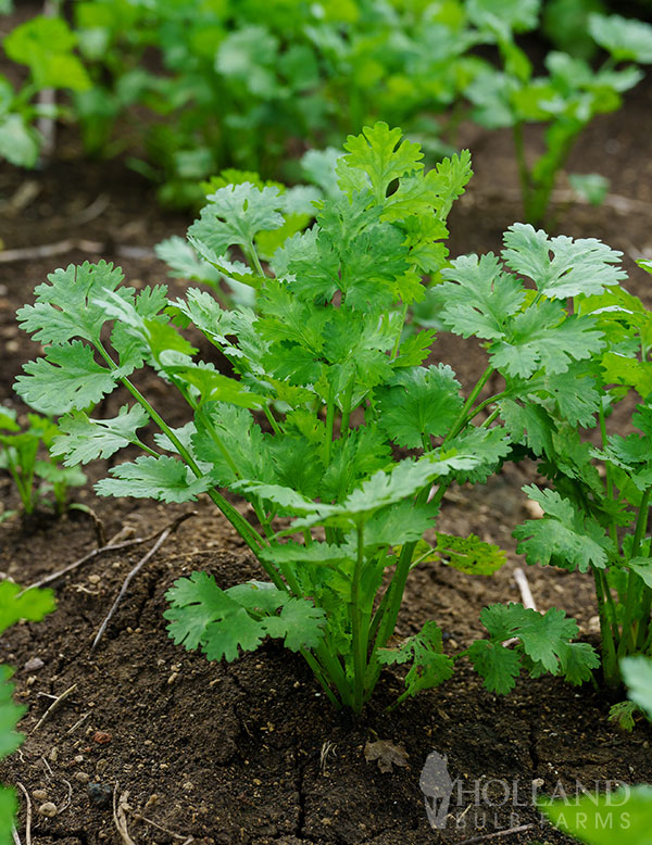 Cilantro Santo Plant Start Trio