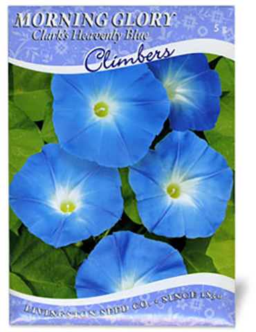 Clarks Heavenly Blue Morning Glory - 75639