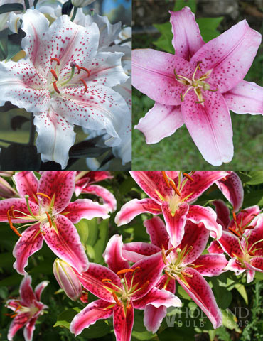  Classic Fragrant Lily Collection - 79174