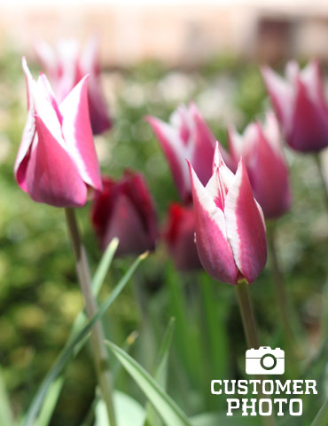 Claudia Lily Flowering Tulip - 88198