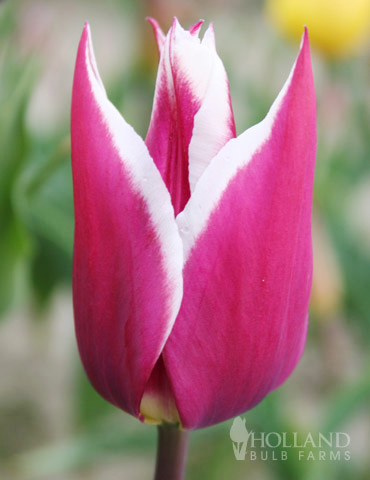 Claudia Lily Flowering Tulip 