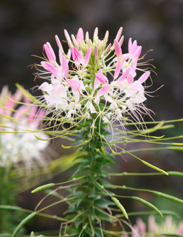 Cleome - Color Fountain Mix - 75590