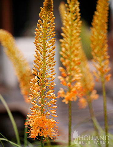 Cleopatra Orange Foxtail Lily - 87117