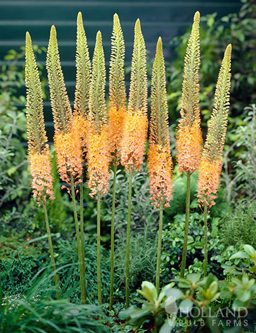 Cleopatra Orange Foxtail Lily - 87117