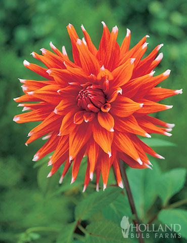 Color Spectacle Dahlia Jumbo Pack 