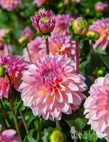Colorful Investment Dahlia - 74217