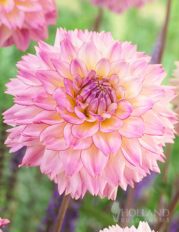 Colorful Investment Dahlia - 74217