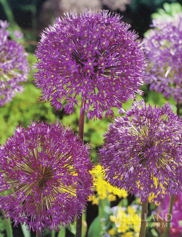 Colossal Allium Collection - 81128