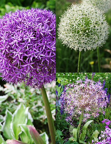 Colossal Allium Collection 
