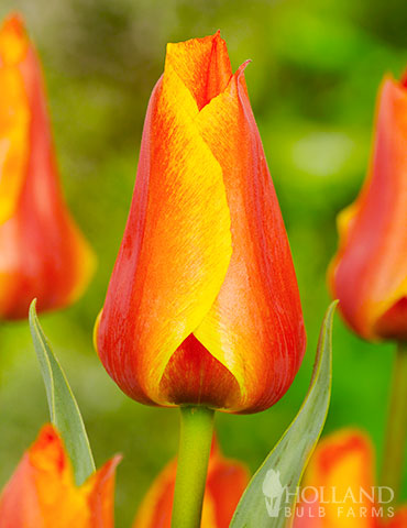 Compostella Bunch Flowering Tulip - 88208