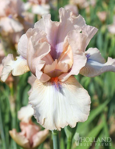 Concertina Reblooming Bearded Iris 