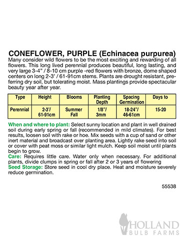 Coneflower Purple - 75591