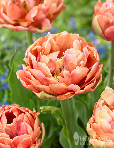 Copper Image Double Tulip