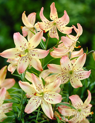 Corsage Tiger Lily - 86157