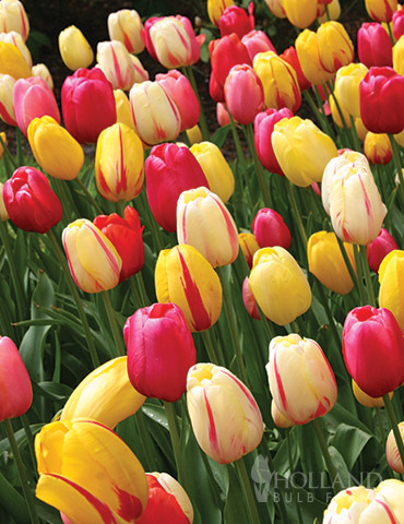 Cotton Candy Tulip Collection 