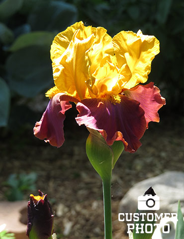 Country Charm Bearded Iris - 85180