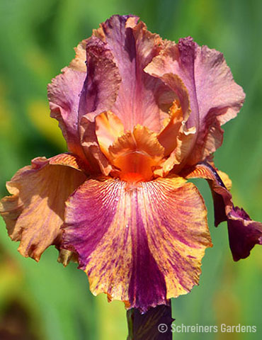 Coyote Ugly Bearded Iris 